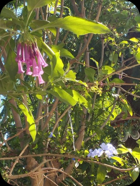 Iochroma & Plumbago 6 Nov 24.jpg