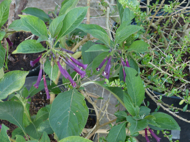 Iochroma purourea.JPG