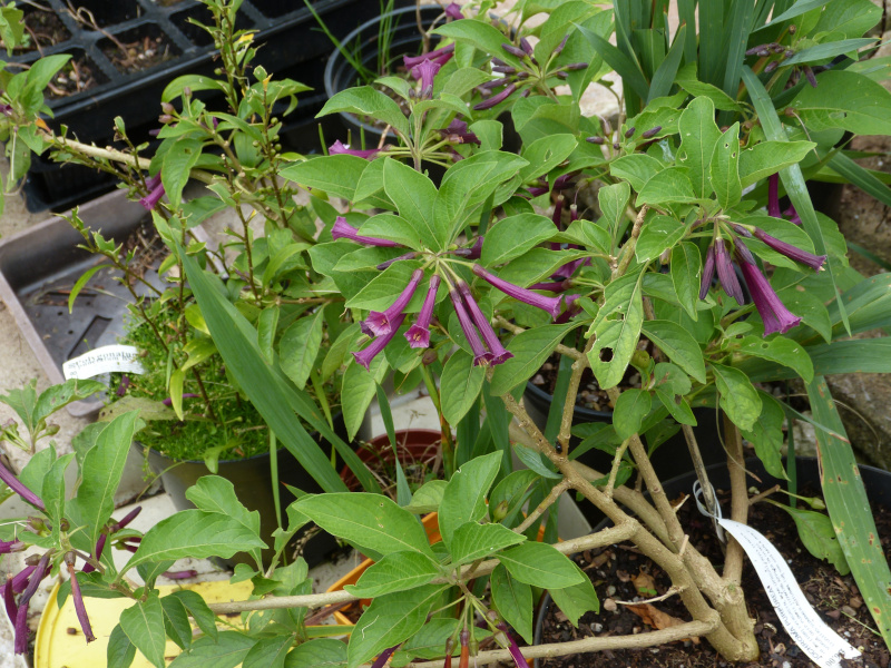 Iochroma purpurea.JPG