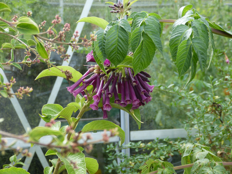 Iochroma purpurea.JPG