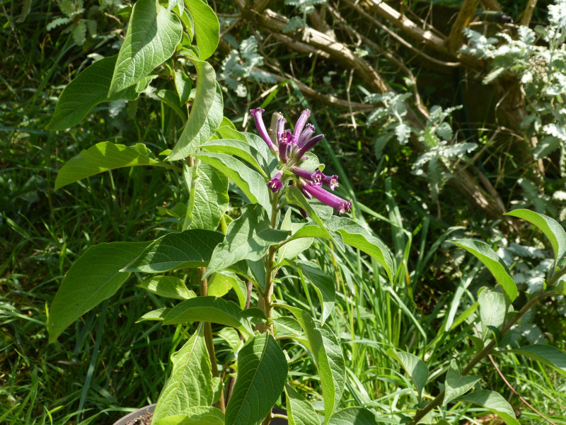 Iochroma purpurea.JPG