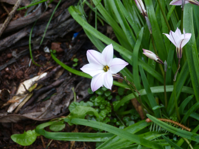 Ipheion Denver Daybreak 2.JPG