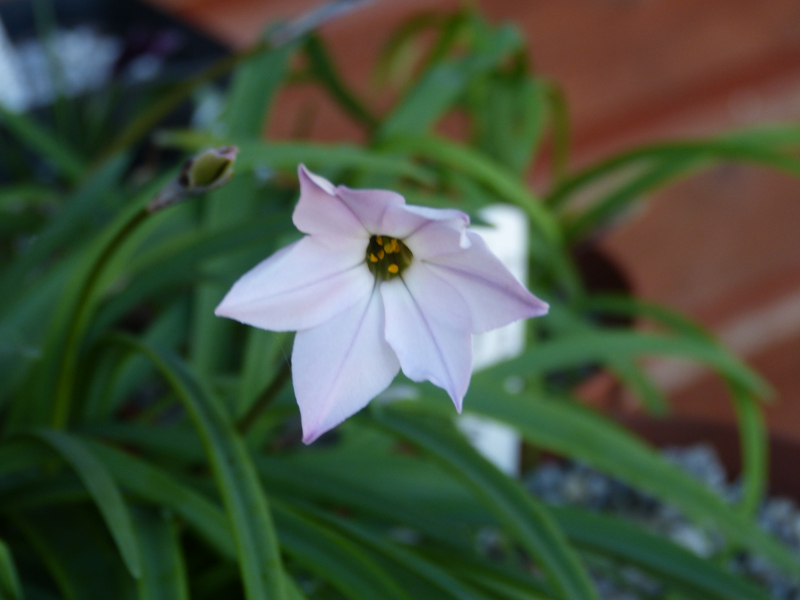 Ipheion uniflorum Denver Daybreak.JPG