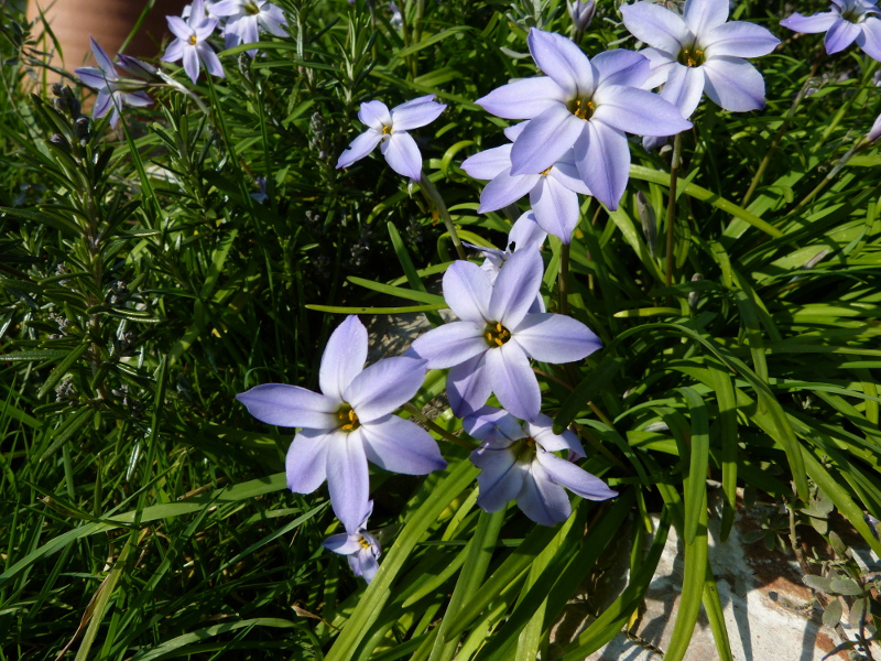 Ipheion uniflorum Rolf Fiedler.JPG