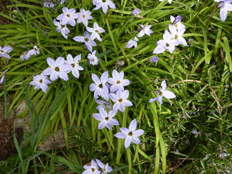 Ipheion uniflorum Wisley Blue.JPG