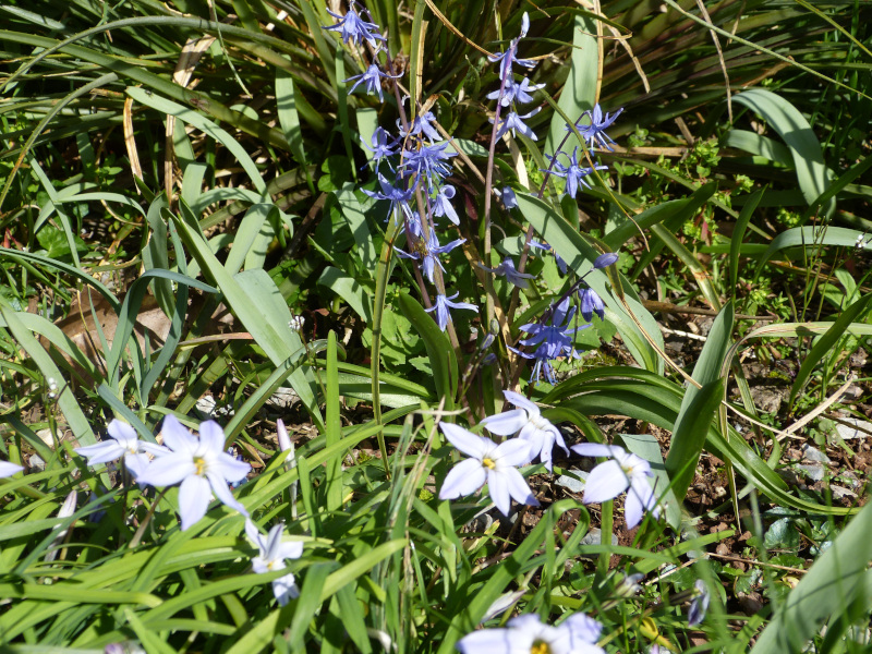 Ipheion uniflorum Wisley Blue.JPG