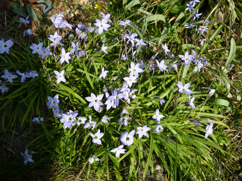 Ipheion Wisley Blue 2.JPG