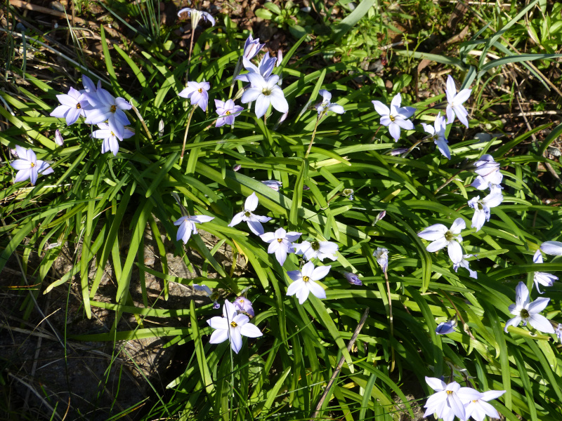 Ipheion Wisley Blue.JPG