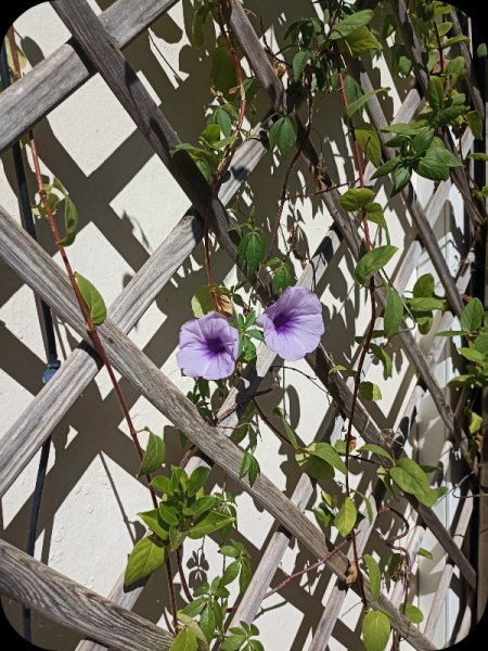 Ipomoea Palmata1 14 Aug 23.jpg