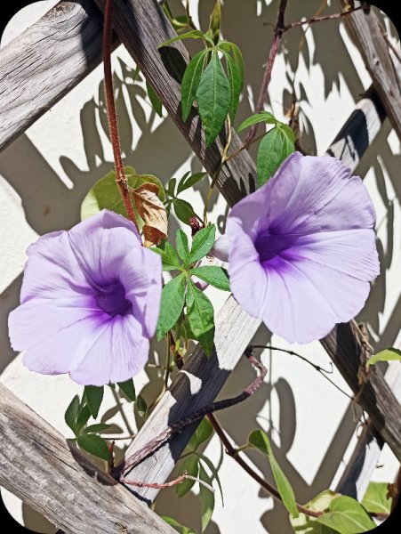 Ipomoea Palmata2 14 Aug 23.jpg