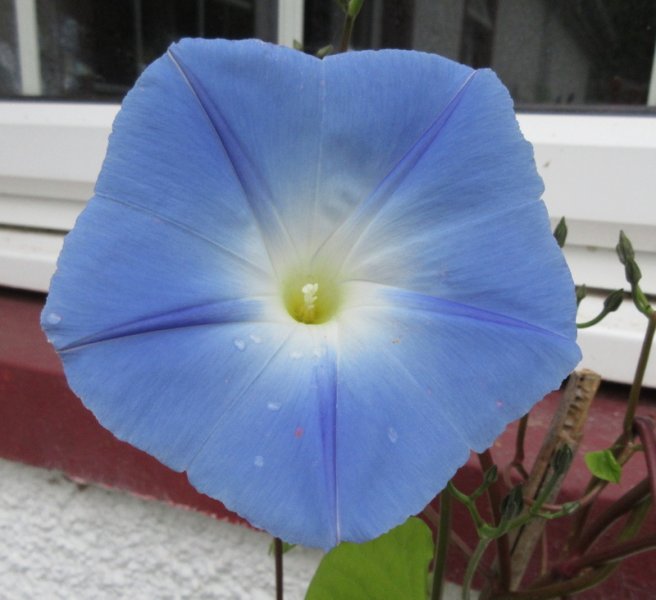 IPOMOEA  TRICOLOR  MORNING  GLORY 14-09-2021 15-55-14.JPG