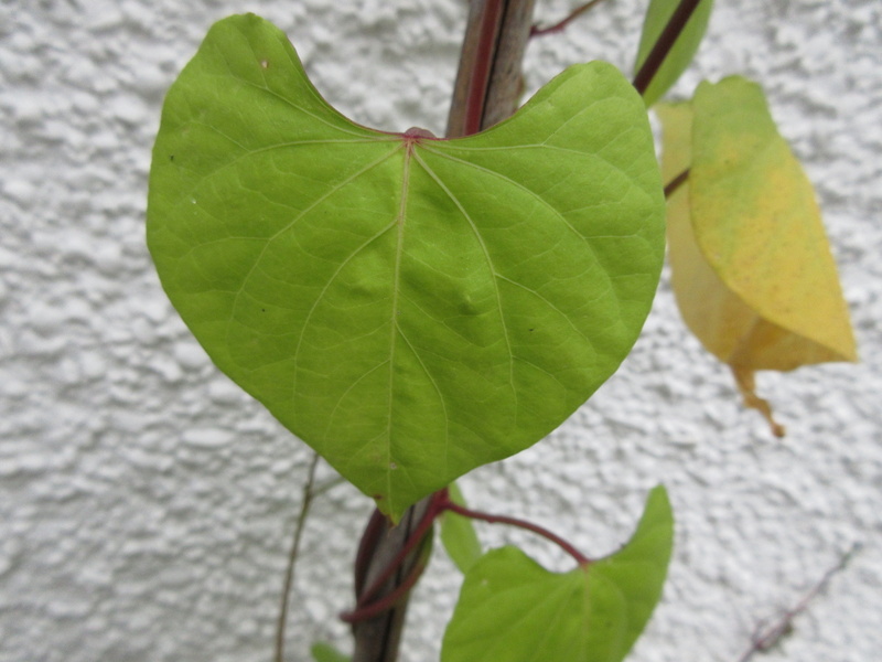 IPOMOEA  TRICOLOR  MORNING  GLORY 14-09-2021 15-55-25.JPG