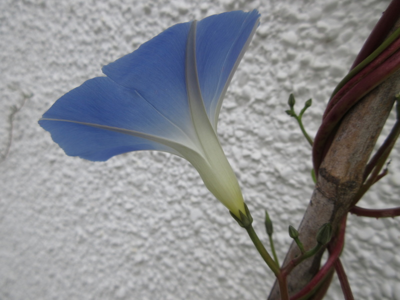 IPOMOEA  TRICOLOR  MORNING  GLORY 14-09-2021 15-55-34.JPG