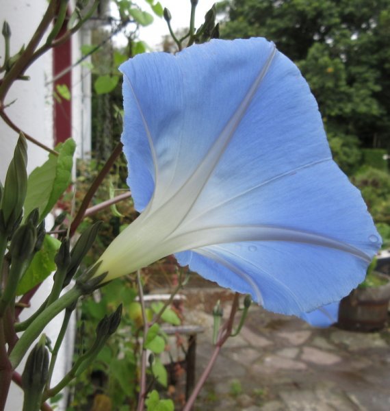 IPOMOEA  TRICOLOR  MORNING  GLORY 14-09-2021 15-56-37.JPG