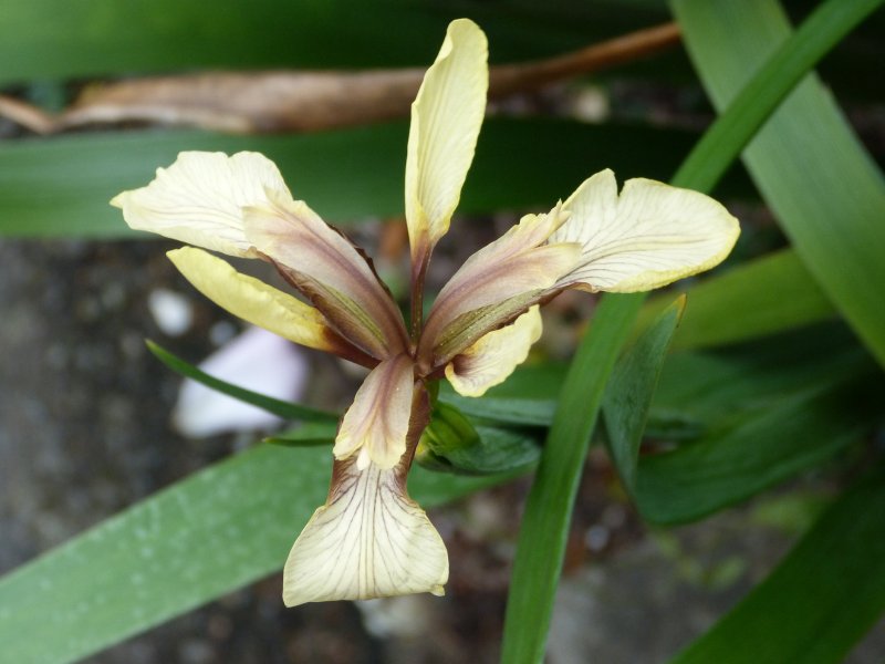 Iris 006.JPG