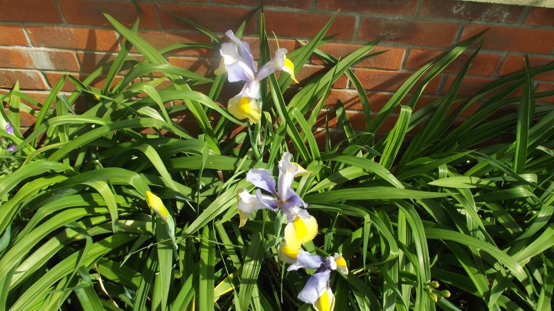 Iris 2015 001.JPG