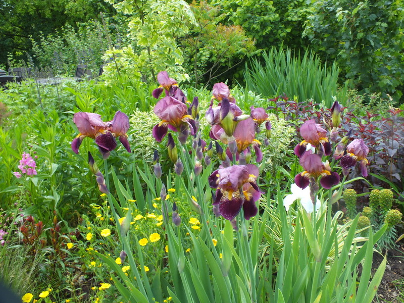 iris a.jpg