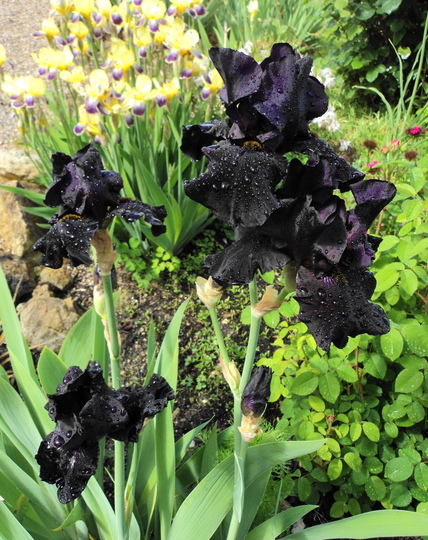 iris black.jpg