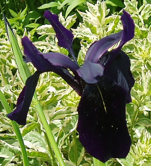 iris chrysographes.jpg