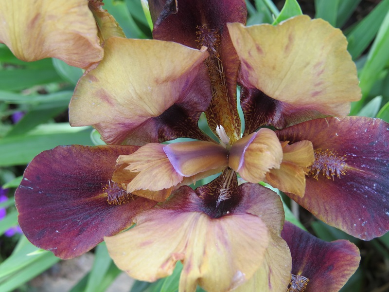 Iris 'Little Chestnut' (2).JPG