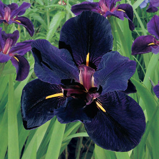 Iris Louisiana Black Gamecock.jpg