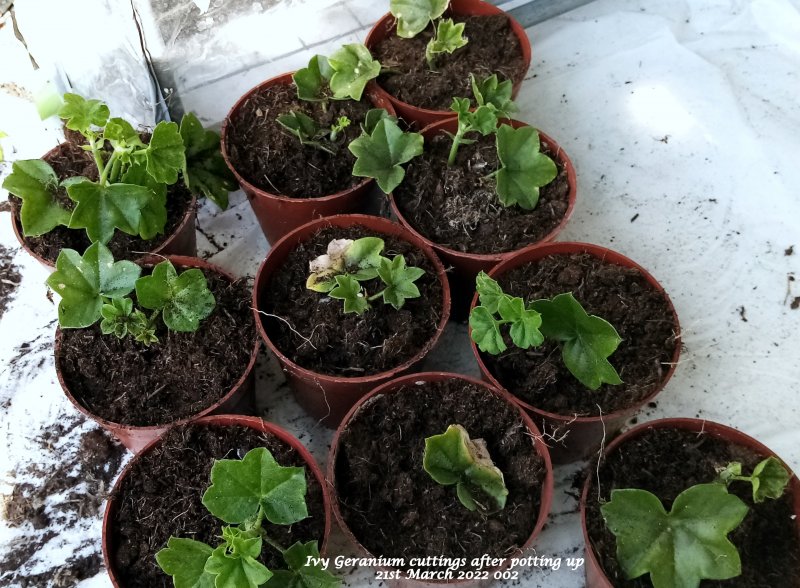 Ivy Geranium cuttings after potting up 21st March 2022 002.jpg