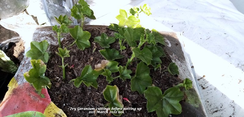 Ivy Geranium cuttings before potting up 21st March 2022 001.jpg