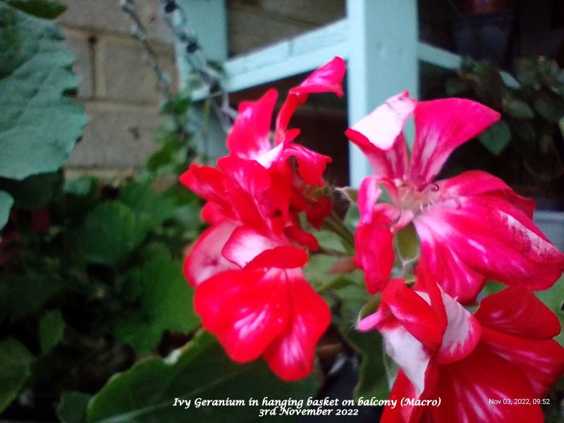 Ivy Geranium in hanging basket on balcony (Macro) 3rd November 2022.jpg