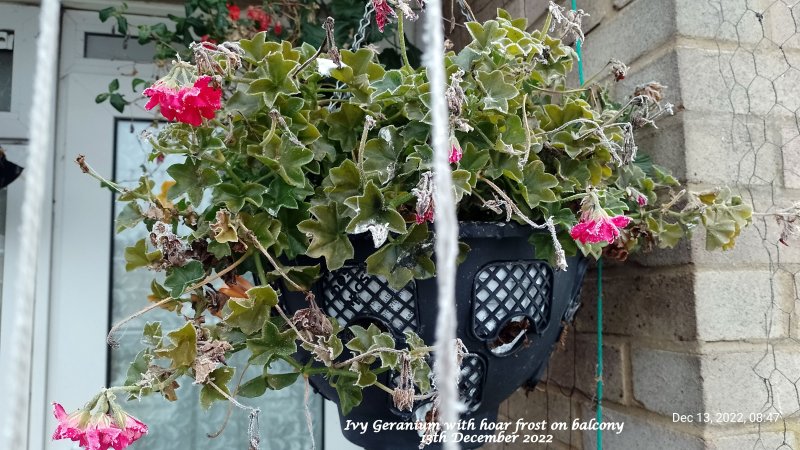 Ivy Geranium with hoar frost on balcony 13th December 2022.jpg