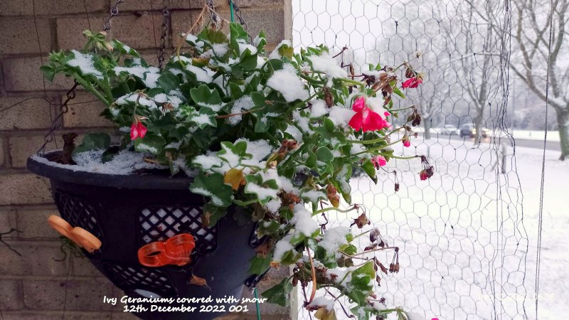 Ivy Geraniums covered with snow 12th December 2022 001.jpg