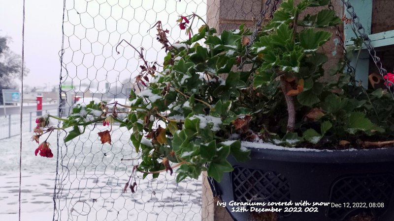 Ivy Geraniums covered with snow 12th December 2022.jpg