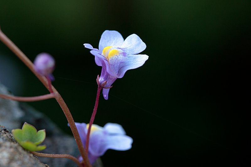 Ivy-leaved-Toadflax.jpg