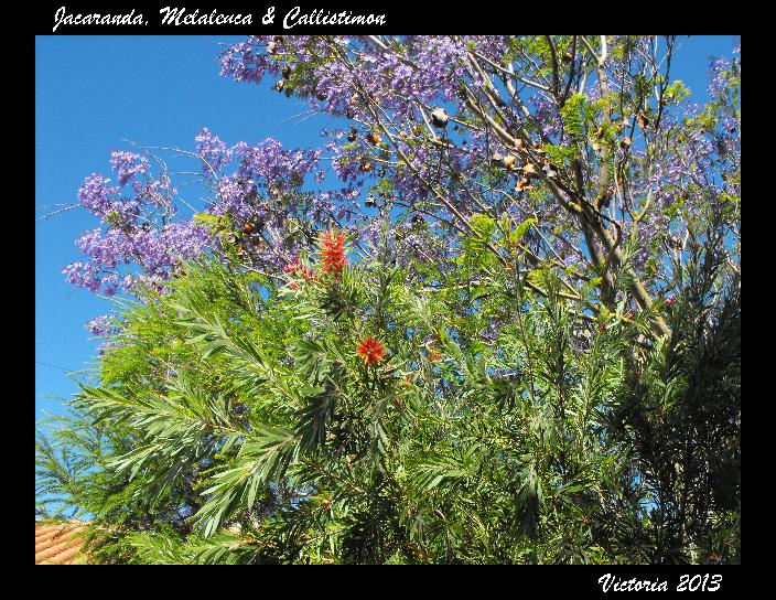 Jacaranda, Melaleuca & Callistimon 12 Jun 13.jpg