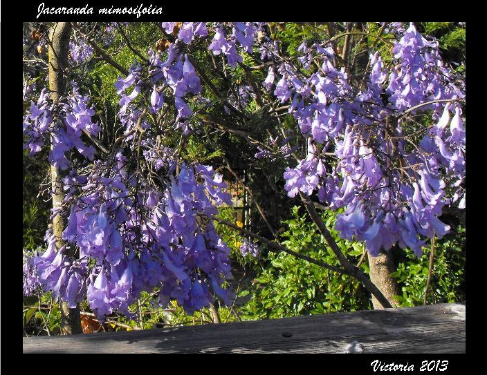 Jacaranda mimosifolia 12 Jun 13.jpg