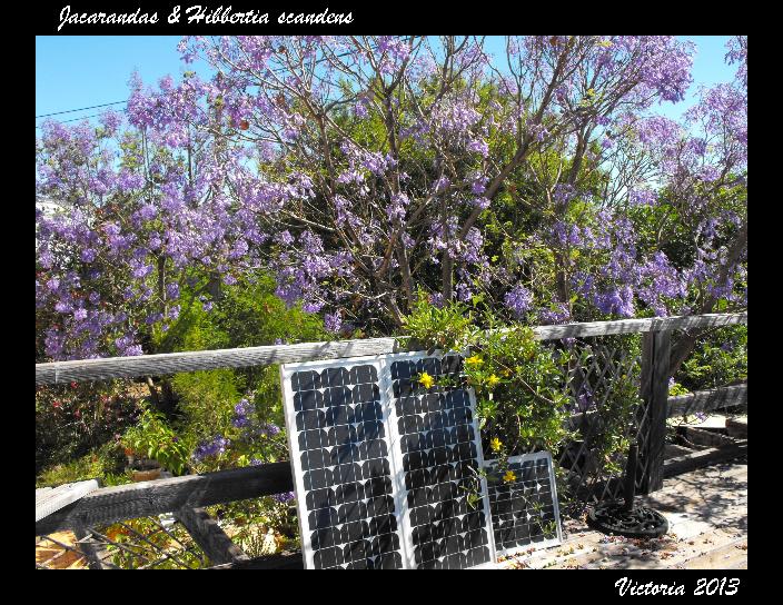 Jacarandas & Hibbertia 12 Jun 13.jpg