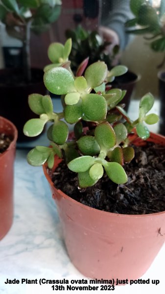 Jade Plant (Crassula ovata minima) just potted up 13th November 2023.jpg