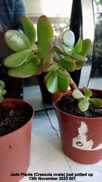 Jade Plants (Crassula ovata) just potted up 13th November 2023 001.jpg