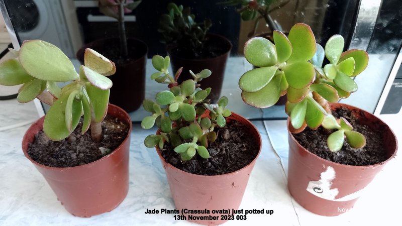 Jade Plants (Crassula ovata) just potted up 13th November 2023 003.jpg