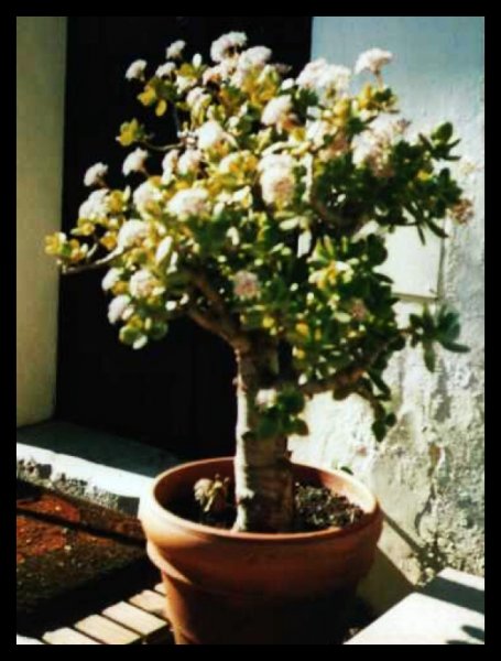 Jade Tree.jpg