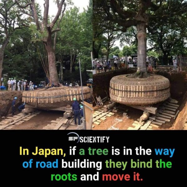 Japan Tree Move.jpg