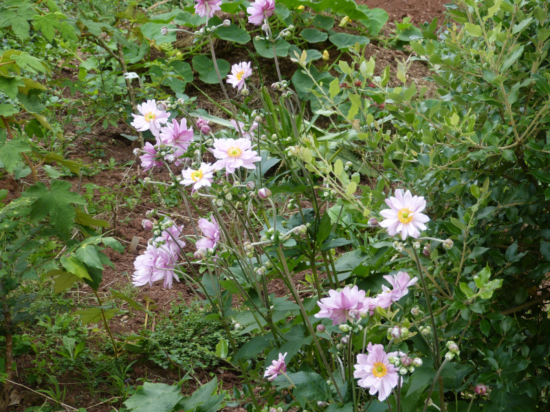 Japanese Anemone.JPG