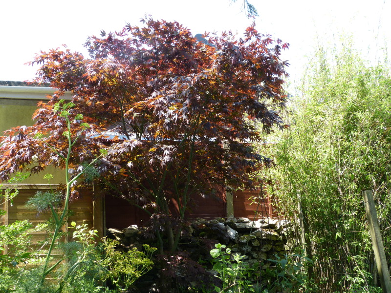 Japanese Maple.JPG