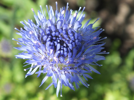 jasione perennis 'blue light'.jpg