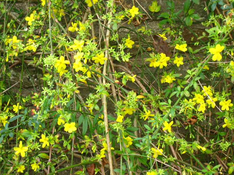 JASMINUM  NUDIFLORUM 31-10-2007 11-55-18.JPG