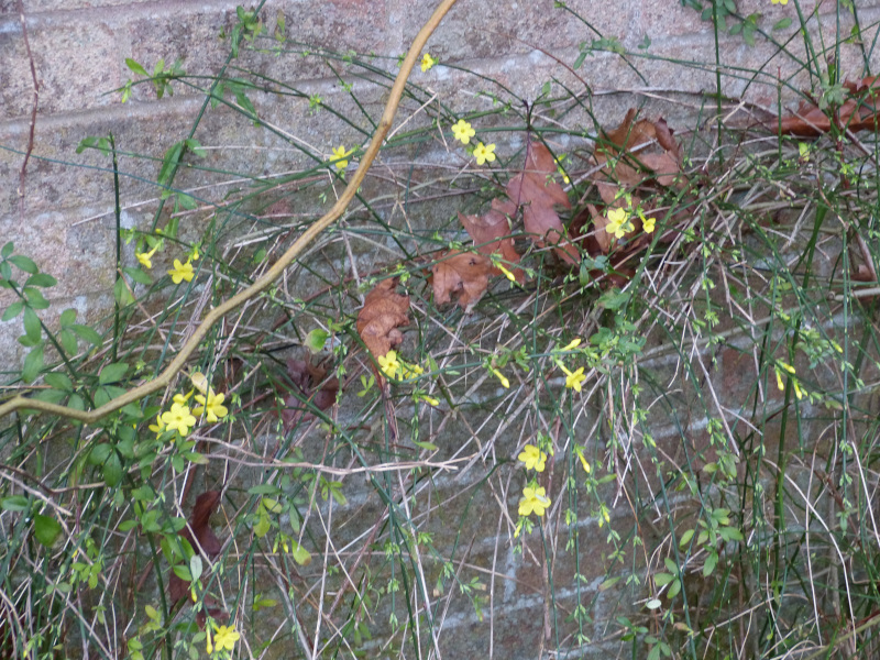 Jasminum nudiflorum,.JPG