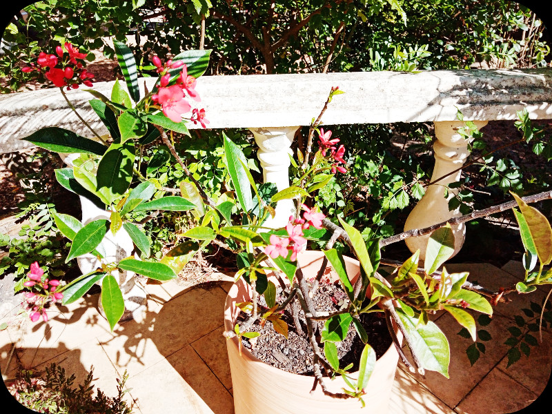 Jatropha Intergrina1 18 May 24.jpg