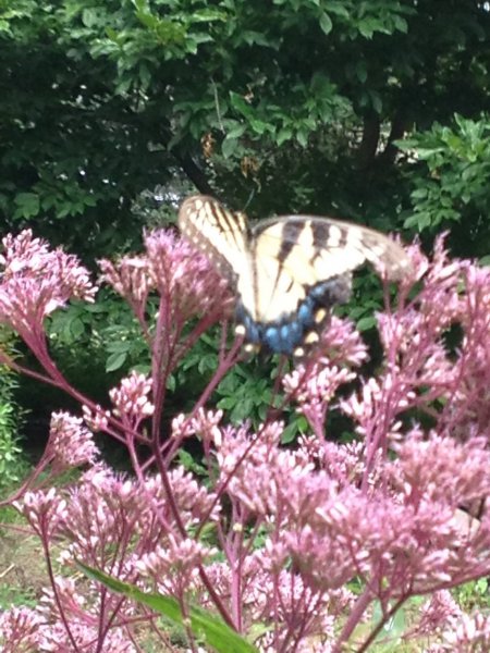 joe pye weed and butterfly.jpg