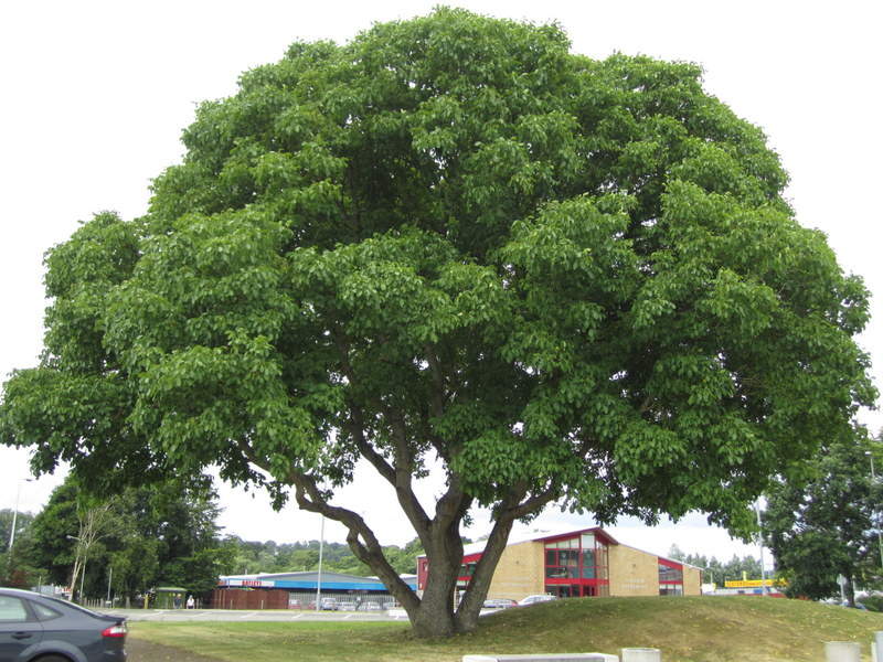 JUGLANS  REGIA 16-07-2013 14-56-22.JPG