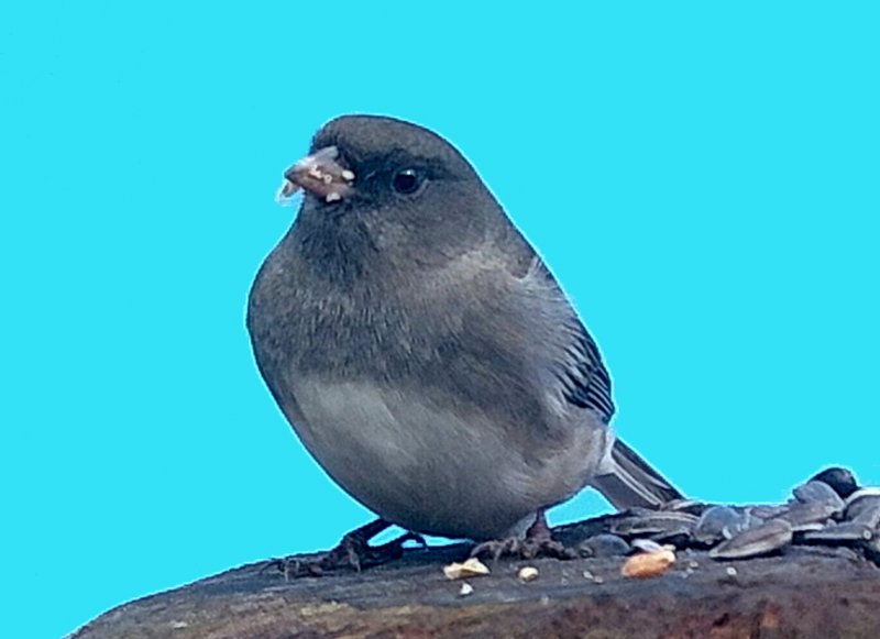 junco.jpg