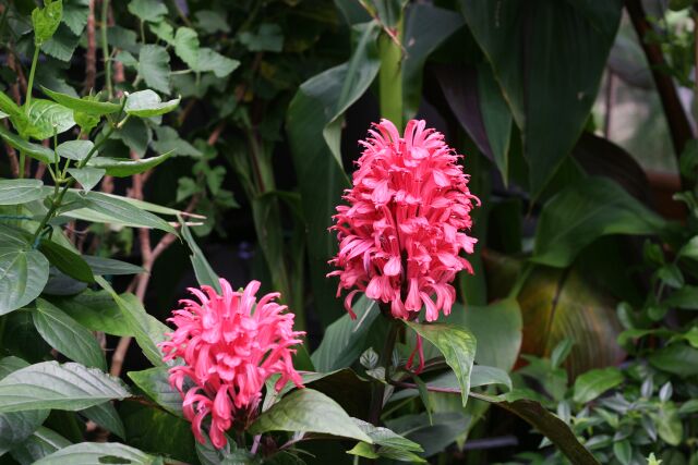 Justicia carnea.JPG